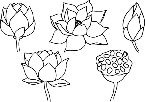 Premium Vector Set Of Vector Hand Drawn Lotus Flowers Ans Buds Black Line Art Illustration