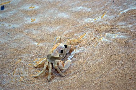 Free Images Beach Nature Sand Summer Seaside Wildlife Food