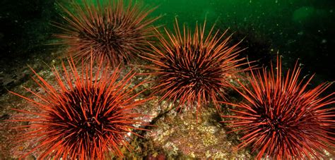 Images of Urchin - JapaneseClass.jp