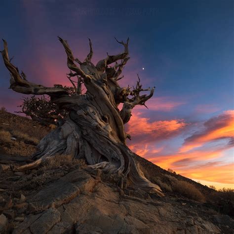 Bristlecone Pine Art - Etsy