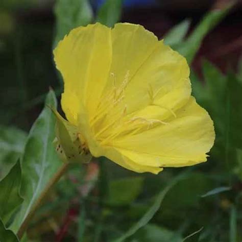 Of The Best Evening Primrose Varieties Gardeners Path