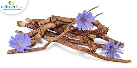 Kasani Chicory Uses Benefits Effects On Doshas Dosage Side