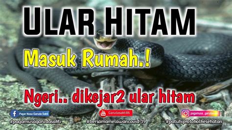 Ular Hitam Masuk Rumah Youtube