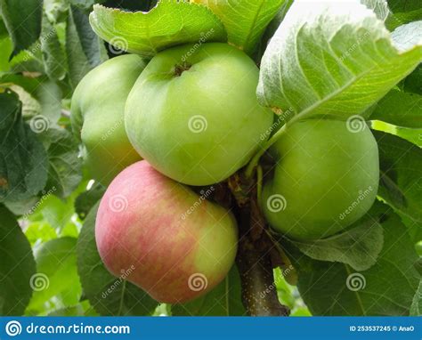 Apple Tree Branch With Apples On A Blurred Background During Ripening