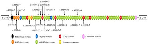 Genotype Variant Screening And Phenotypic Analysis Of Fbn1 In Chinese