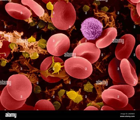 Human Red Blood Cells T Lymphocyte And Activated Platelets Coloured