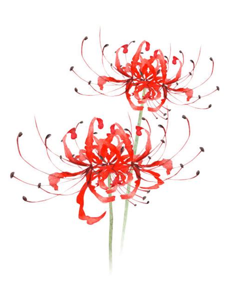 Red Spider Lily Art