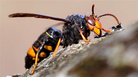 Los 10 Insectos Más Peligrosos Y Mortales Del Mundo
