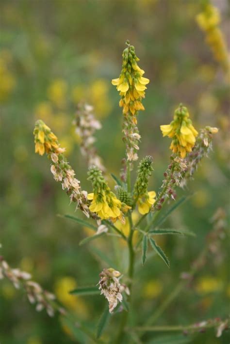 Yellow Sweet Clover Yukon Invasive Species Guide Inaturalist