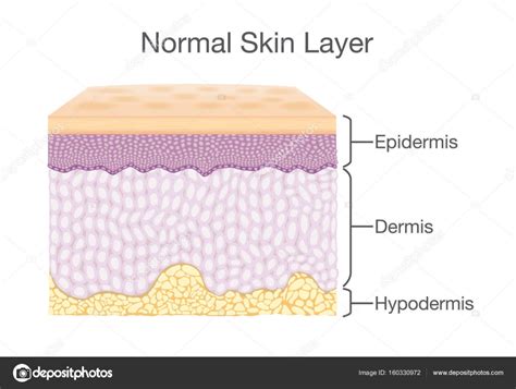 Components Of Human Skin Layer In Vector Style Stock Vector Image By