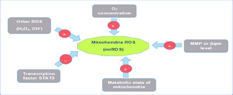 Adjustment Of Mitochondria Ros Mtros Generation Several Agents Such