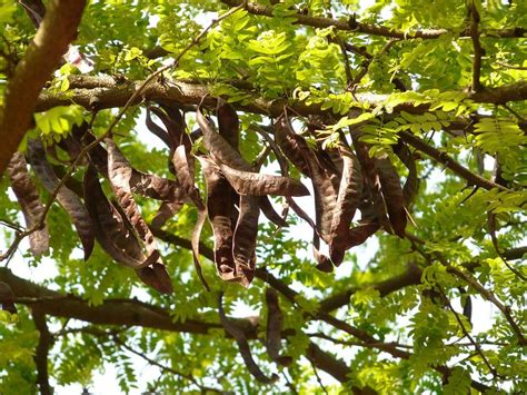 Vamos A Comer Mahuacatas Ecología