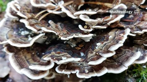 Health Benefits Of Turkey Tail Mushrooms Mushroom Growing And Cultivation