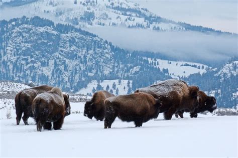 Bison endure winter in Yellowstone National Park's Lamar Valley in ...