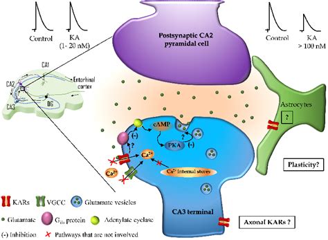 Kainate Receptors Kar In The Ca Region Of The Hippocampus Left