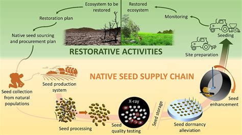 Foreword International Standards For Native Seeds In Ecological