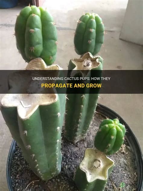 Understanding Cactus Pups How They Propagate And Grow Shuncy