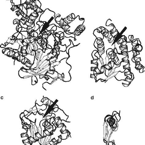 Domains in the structure of D-aminopeptidase DppA (pdb 1hi9 ...