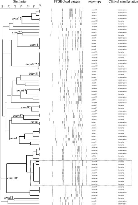 Dendrogram Showing Pulsed Field Gel Electrophoresis Pfge Of Group A