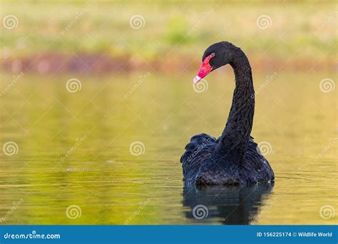 Los Cisnes Negros Flotan En El Lago Cygnus Atratus Foto De Archivo