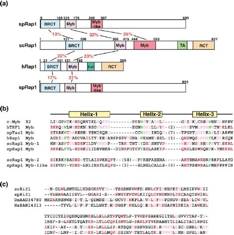 Structures Of SpRap1 And SpRif1 A Overall Structural Similarities