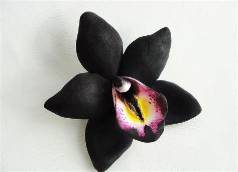 Show Me A Picture Of Black Orchid Flower | Best Flower Site