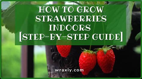 How To Grow Strawberries Indoors Step By Step Guide Wraxly