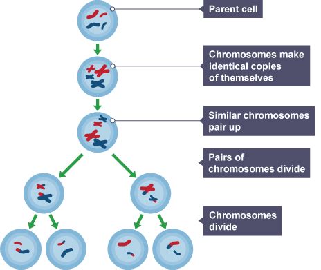 Mitosis And Meiosis Flashcards Quizlet