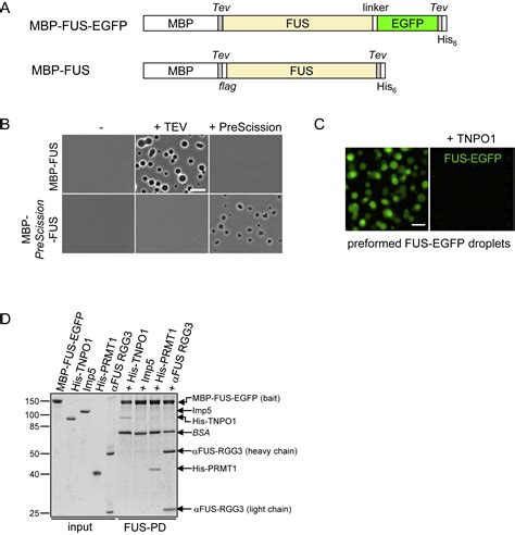 Phase Separation Of Fus Is Suppressed By Its Nuclear Import Receptor