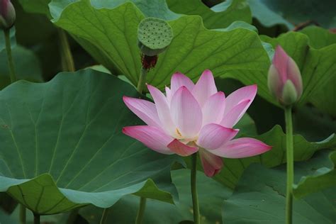 Lotus Flower Leaves Free Photo On Pixabay Pixabay