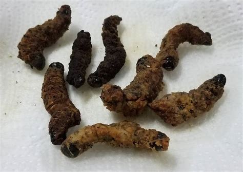 Easiest Way To Make Delicious Fried Mopane Worm Chef Senior