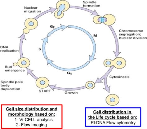 Saccharomyces Life Cycle