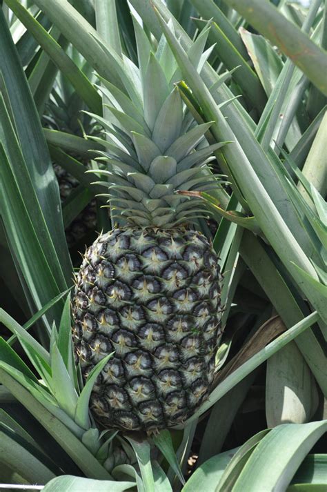 Pineapple Plantation Solutions