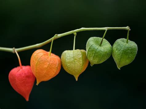 Chinese Lantern Information: How To Care For A Chinese Lantern