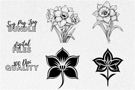 Narcissus SVG - Narcissus Flower Clipart Graphic by Younique Aartwork ...