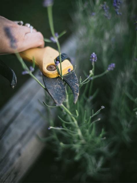 Harvesting Lavender: A Guide For Harvesting, Pruning And Drying ...