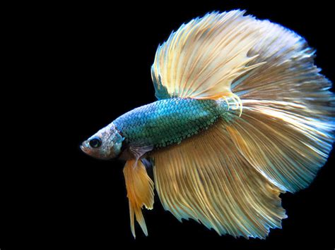 Assorted Mustard Gas Halfmoon Betta Betta Splendens Aquatic Arts