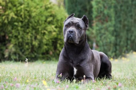 Cane Corso Breed Guide And Dog Insurance Plan