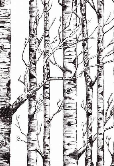 Birch Tree Drawing At Paintingvalley Explore Collection Of Birch