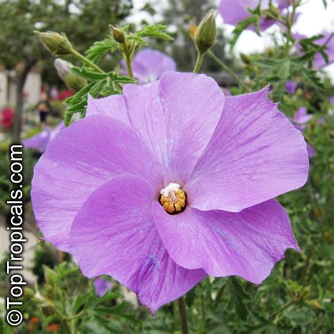 Alyogyne Huegelii Hibiscus Geranifolius Blue Hibiscus