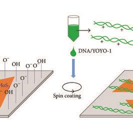 Schematic Illustration Of Dna Stretching On L Mos Surface The