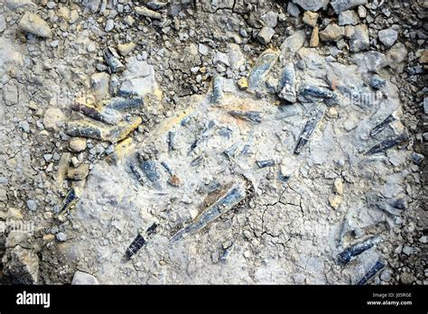 Collecting Belemnite Fossil In Stone Found In Franconia Bavaria