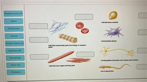 Solved Skeletal Muscle Cell Sperm Call The Stores In Erythrocytes Fat 1 Answer