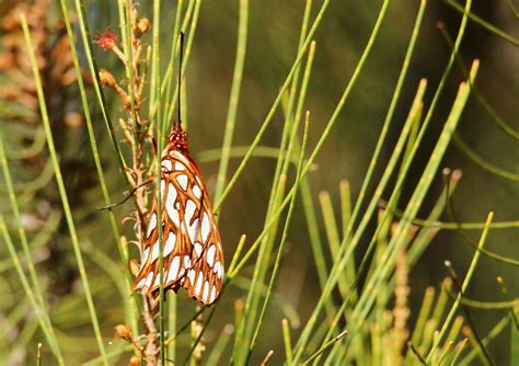 Mariposa Pasionaria Mexicana Desde Parque Metropolitano Zapopan Jal