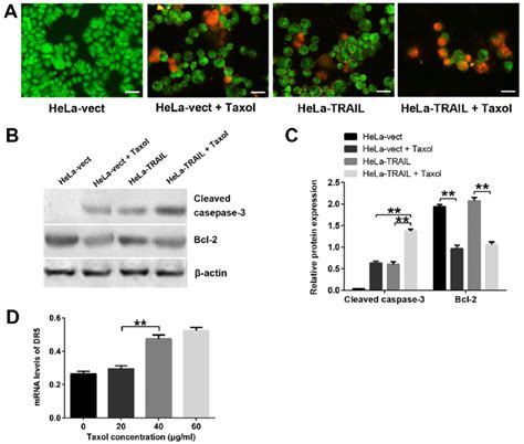 Apoptosis Of Hela Vect And Hela Trail Cells Treated With Taxol A