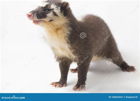 The Javan Ferret Badger Melogale Orientalis Is A Mustelid Endemic To