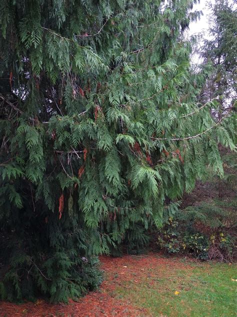 Western Red Cedar Kitsap Conservation District