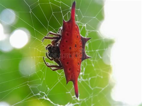 Gasteracantha cancriformis stock image. Image of insect - 242427609