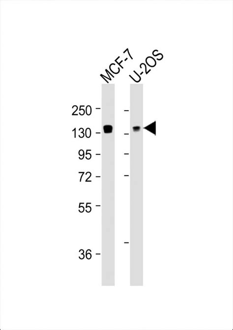 FAM120A Antibody Purified Mouse Monoclonal Antibody Mab WB IHC P