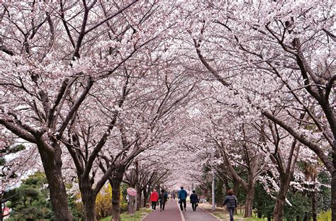 釜山、慶南7大賞櫻熱點 漫步韓國夢幻櫻花隧道 20240309 Culture And Leisure 明報 Our Lifestyle